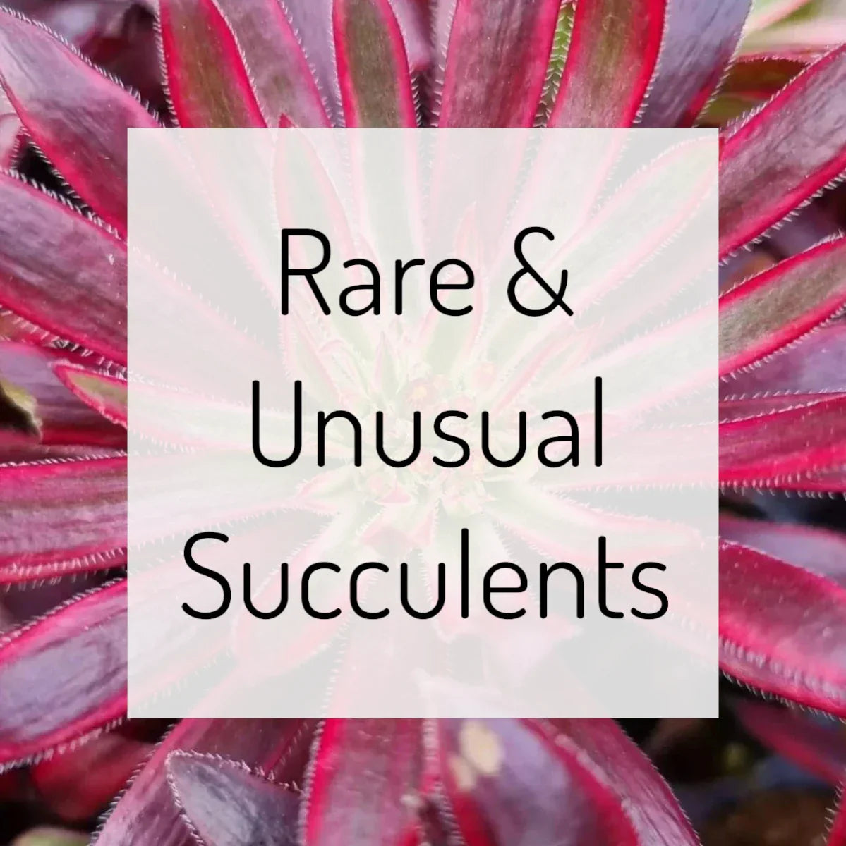 Rare & Unusual Succulents