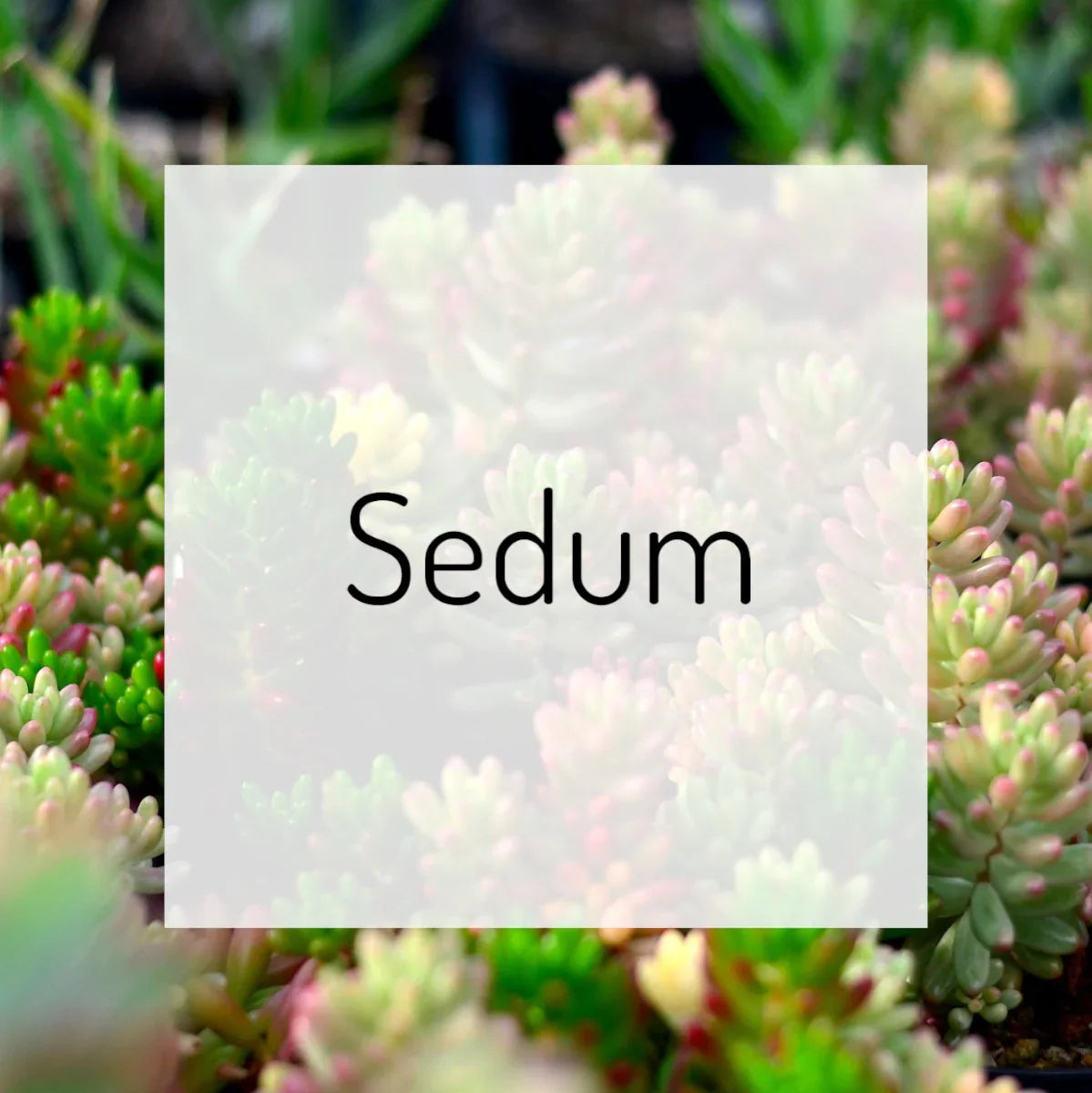 Sedum