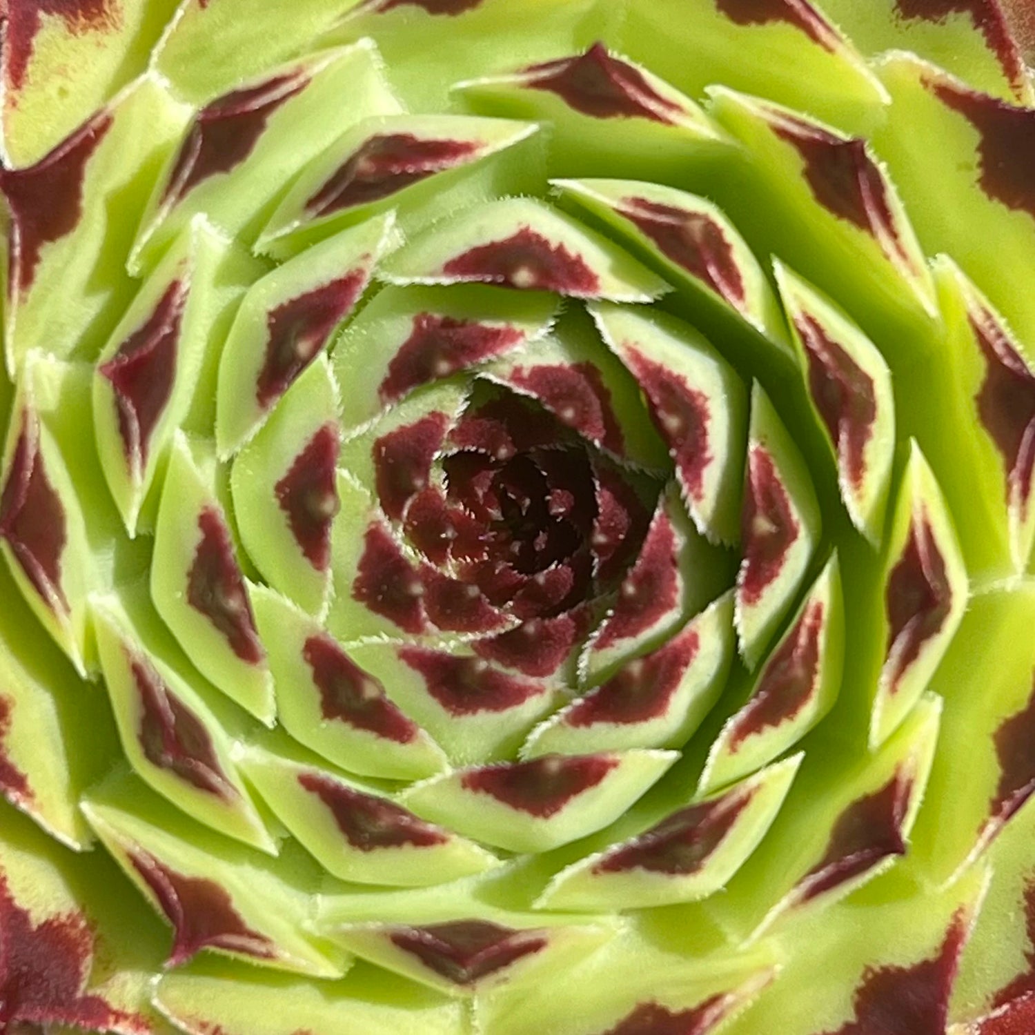 Sempervivum