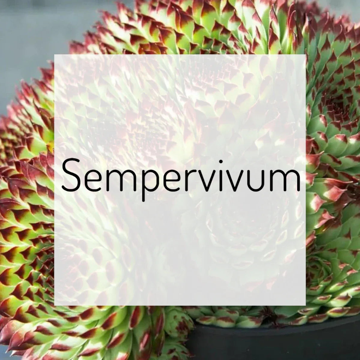 Sempervivum