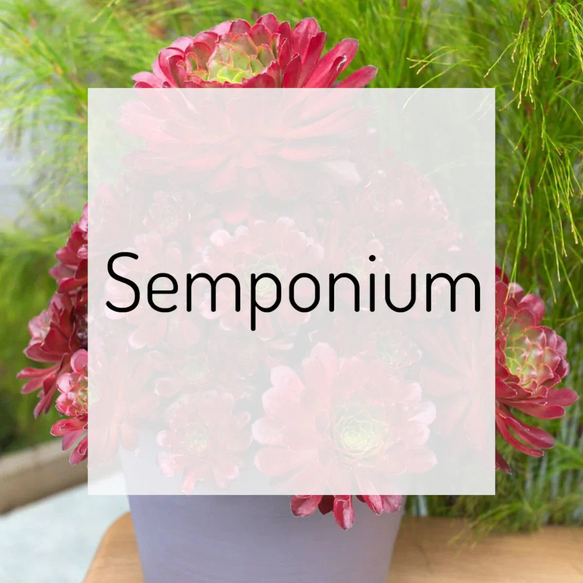 Semponium