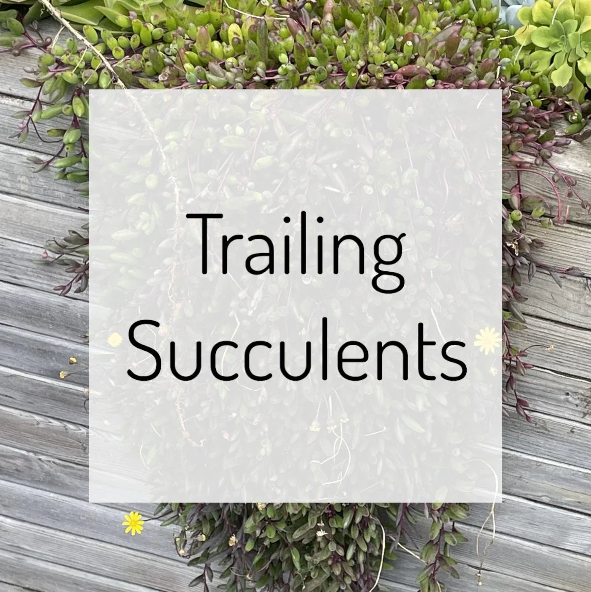 Trailing Succulents