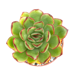 Echeveria 'Christmas'