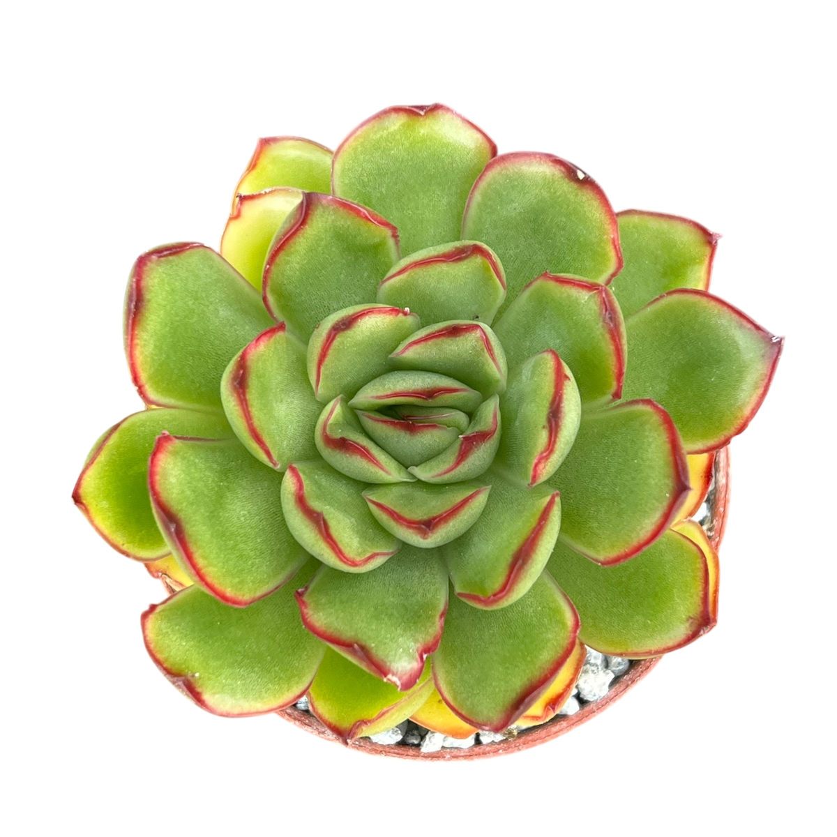 Echeveria 'Christmas'