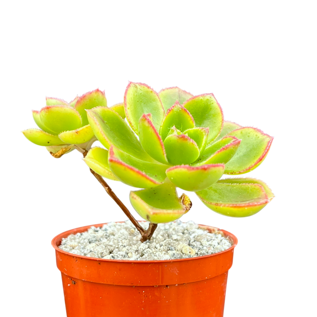 Aeonium volkerii