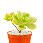 Aeonium volkerii