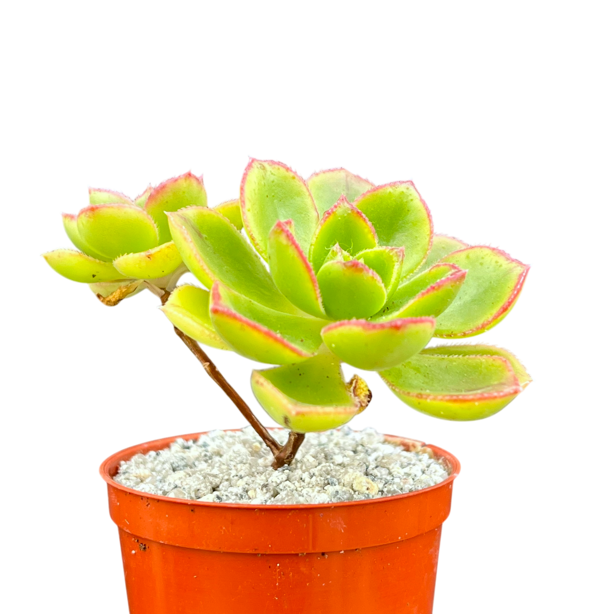 Aeonium volkerii
