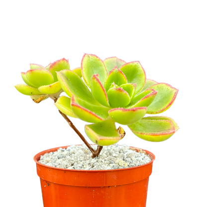 Aeonium volkerii