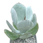 Cotyledon orbiculata