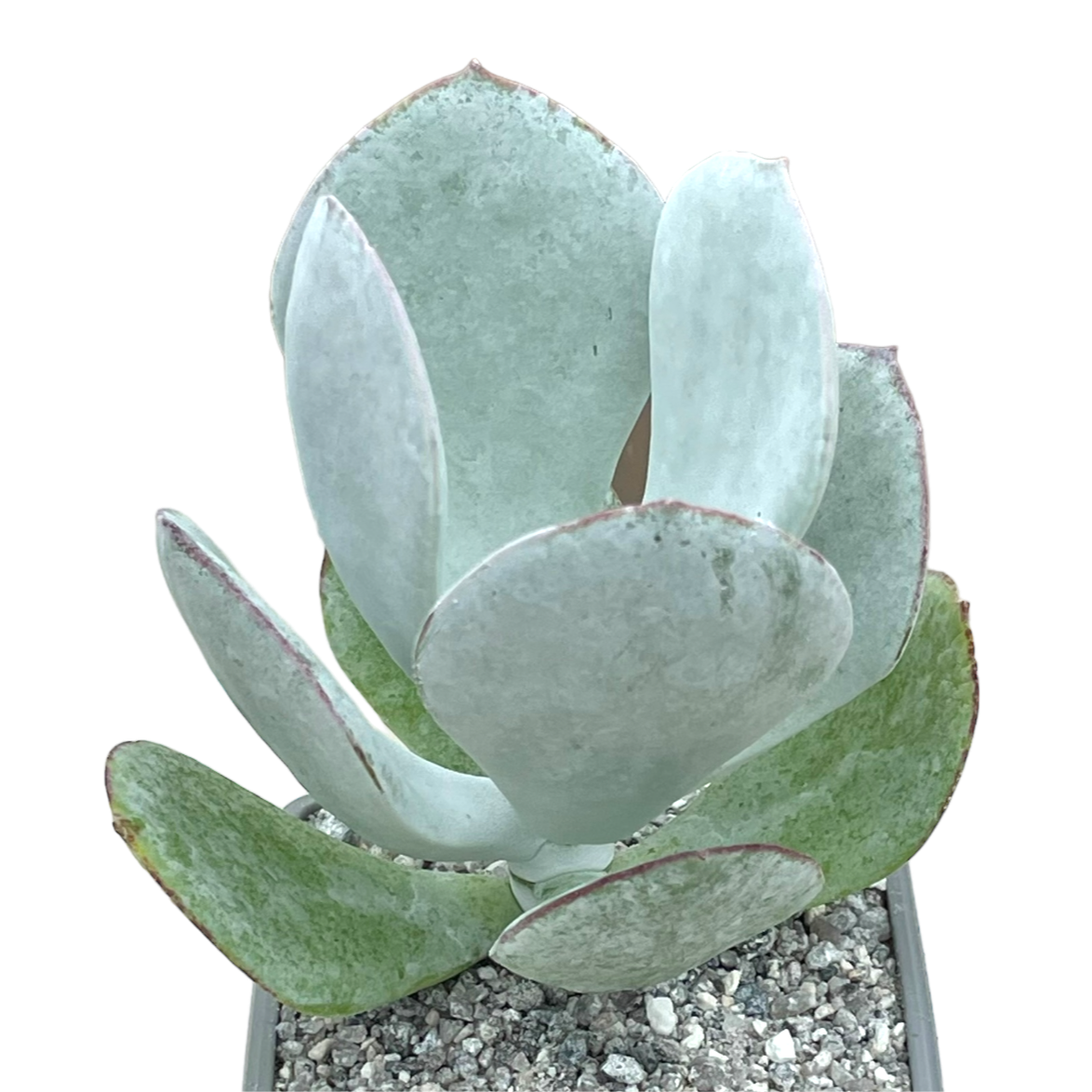 Cotyledon orbiculata