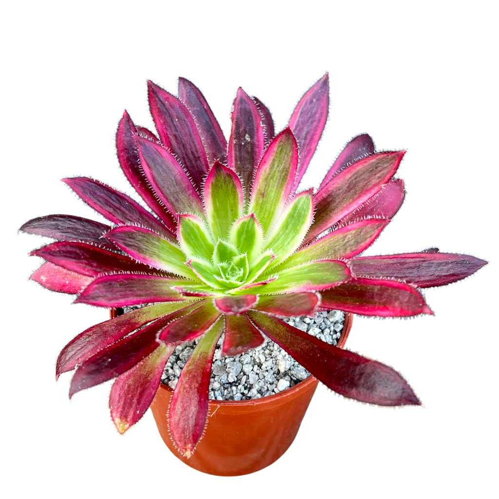 Aeonium 'Firecracker' variegata