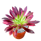 Aeonium 'Firecracker' variegata