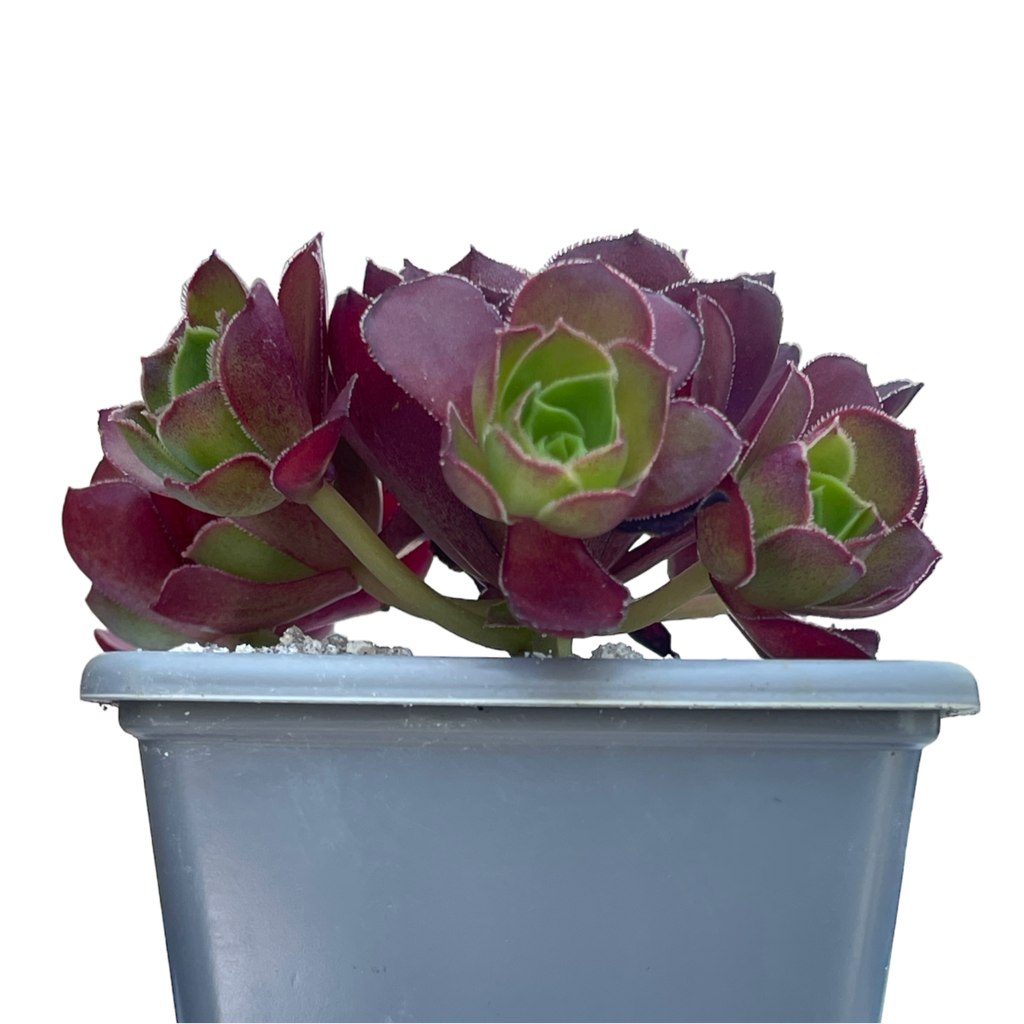 Aeonium 'Dynamite'