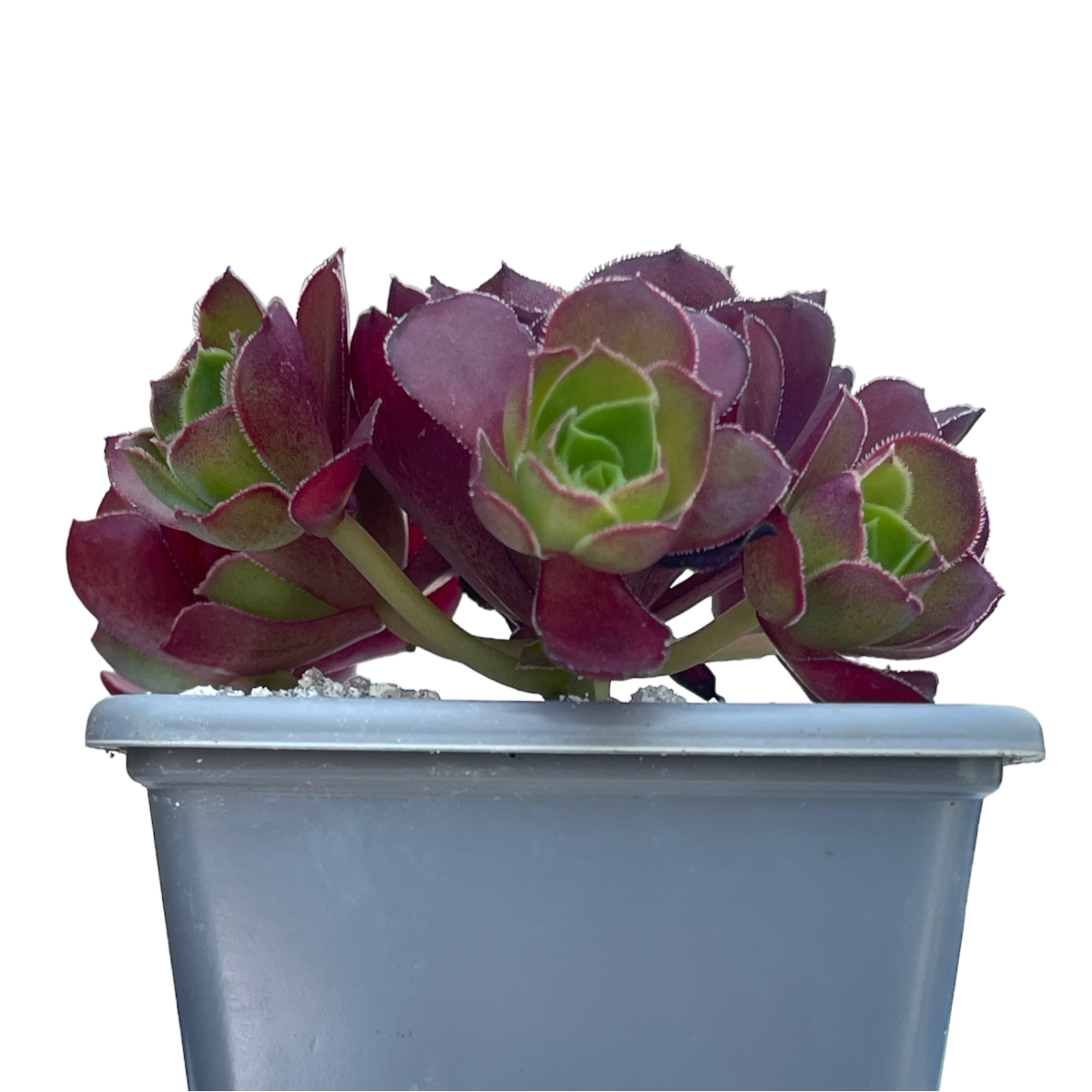 Aeonium 'Dynamite'