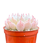 Echeveria mexicensis