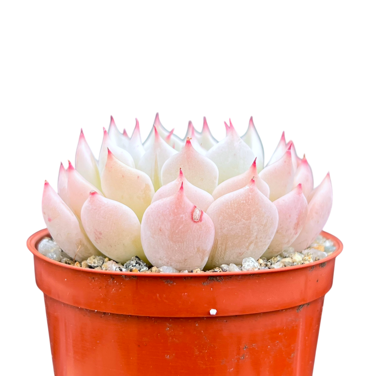 Echeveria mexicensis