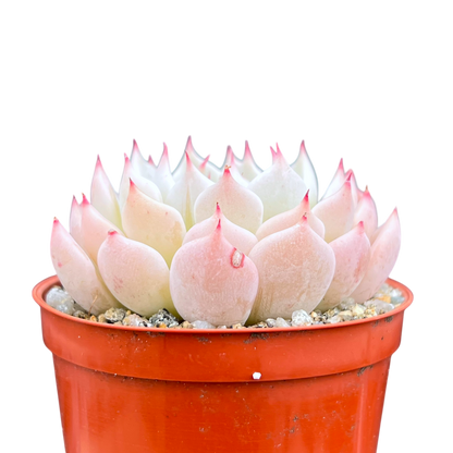 Echeveria mexicensis