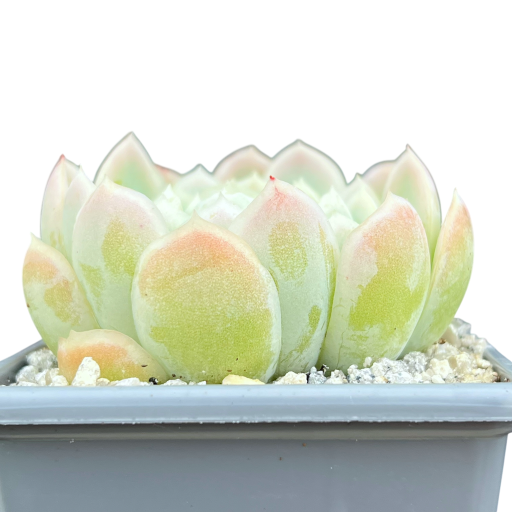 Echeveria elegans