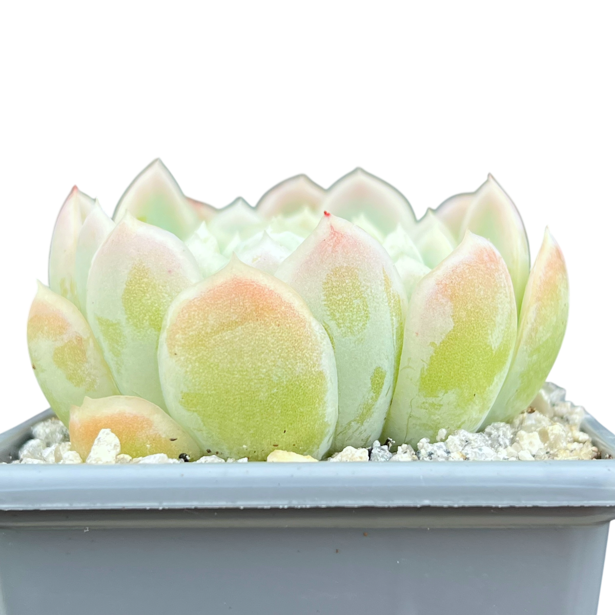 Echeveria elegans