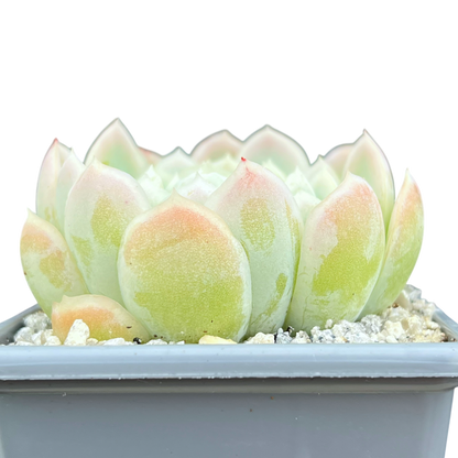 Echeveria elegans