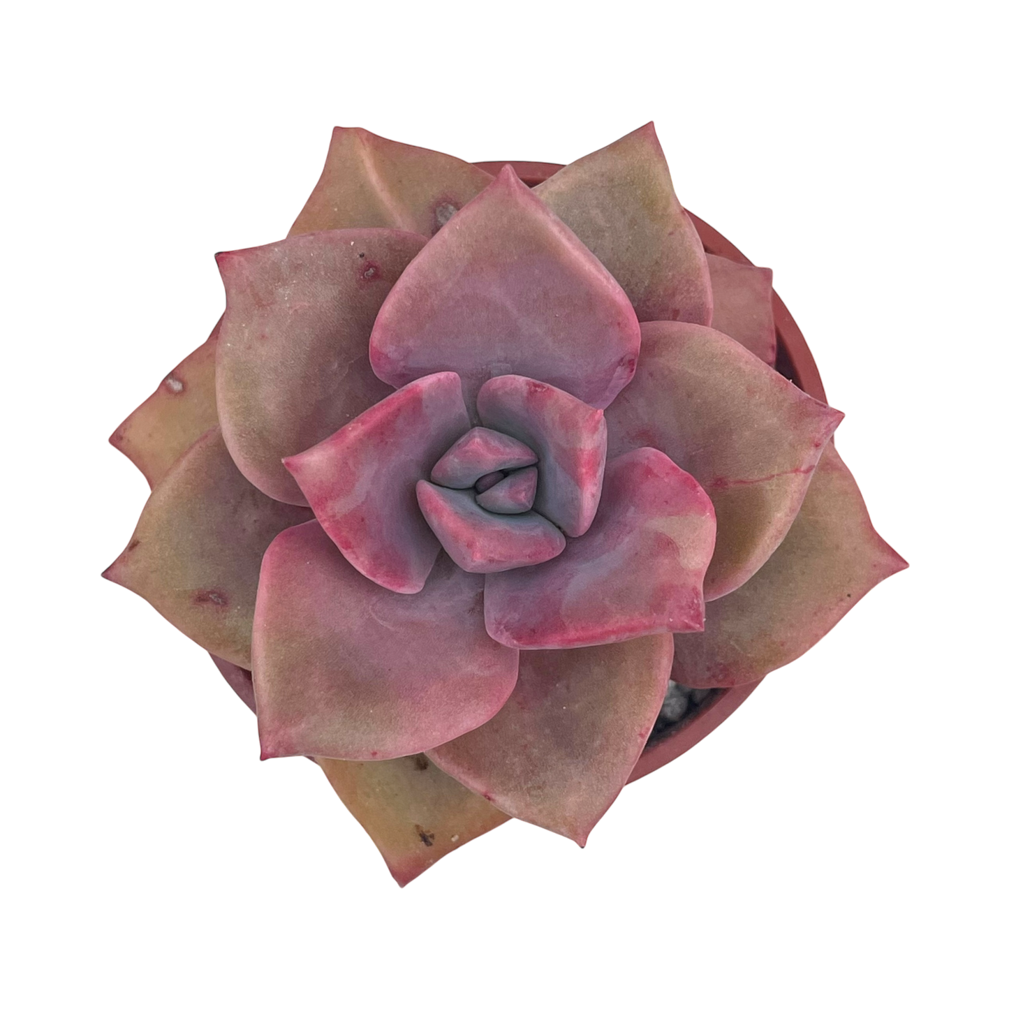x Graptoveria 'Mrs Richards'