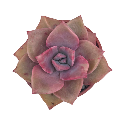 x Graptoveria 'Mrs Richards'