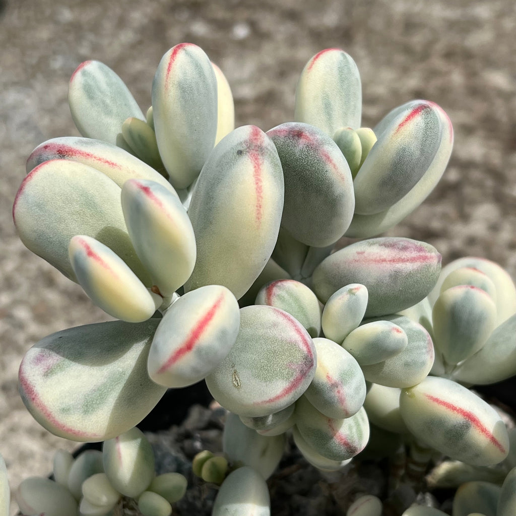 Cotyledon orbiculata | Unicorn Poop