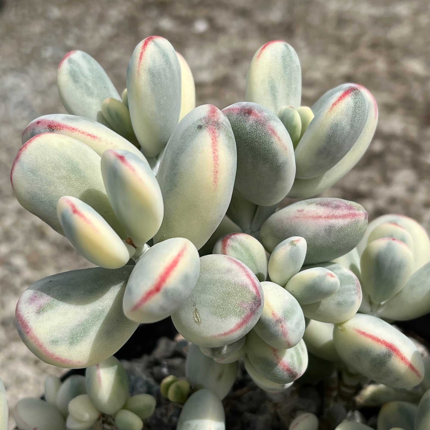 Cotyledon orbiculata 'Unicorn Poop'