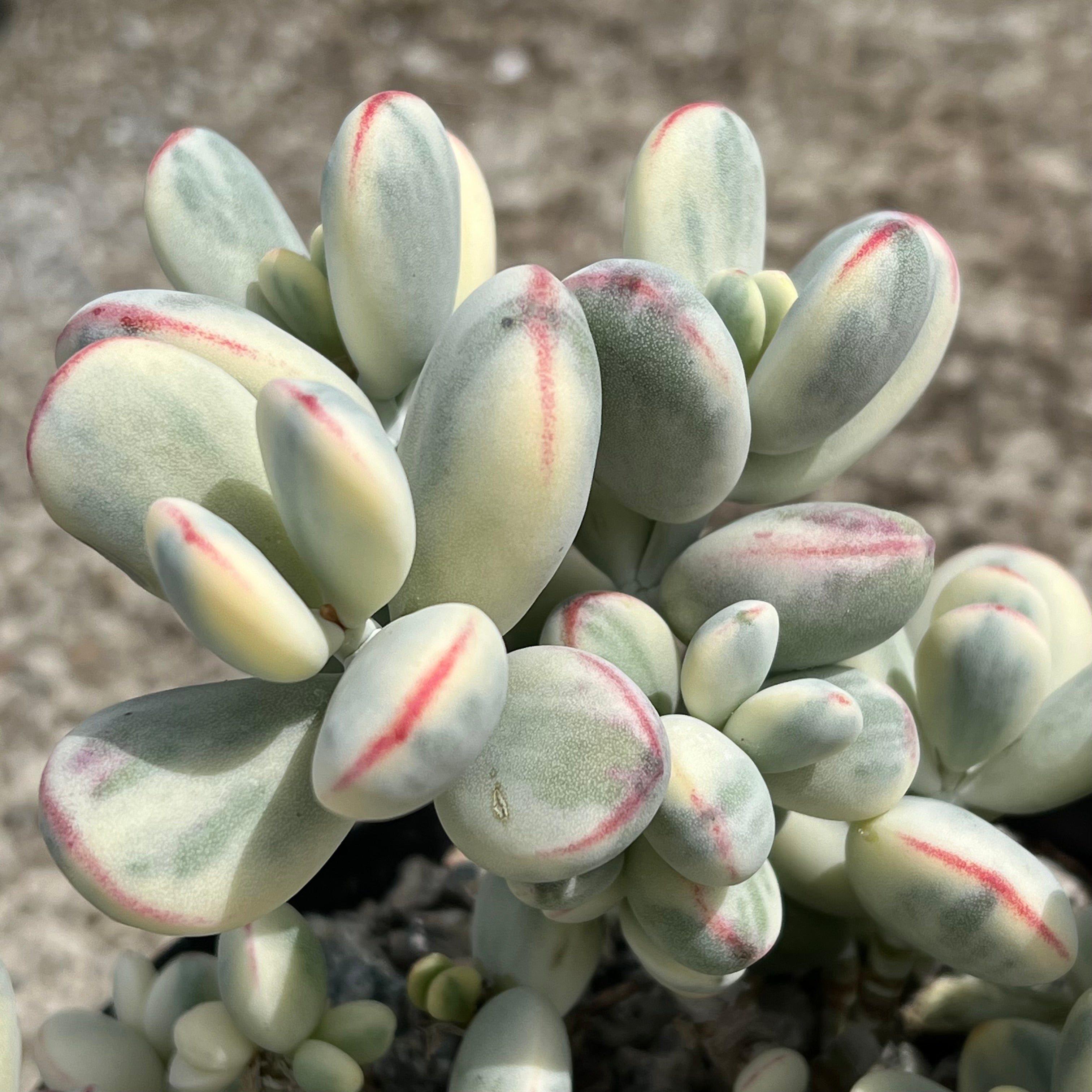 Cotyledon orbiculata | Unicorn Poop