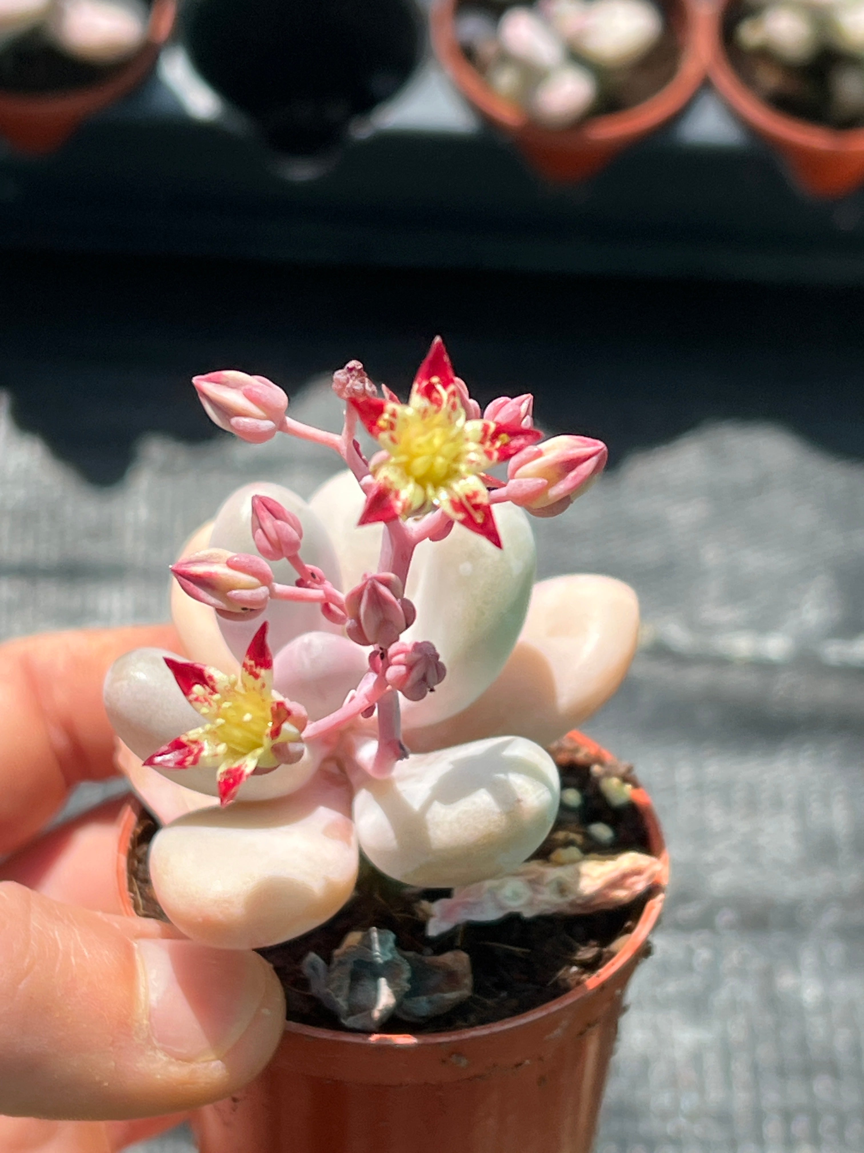 lavender pebbles flower Graptopetalum amethystinum – Surreal Succulents