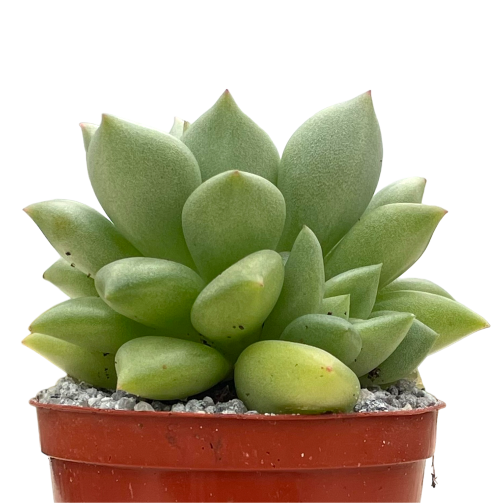 Echeveria agavoides 'Van Kepple'