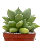 Echeveria agavoides 'Van Kepple'