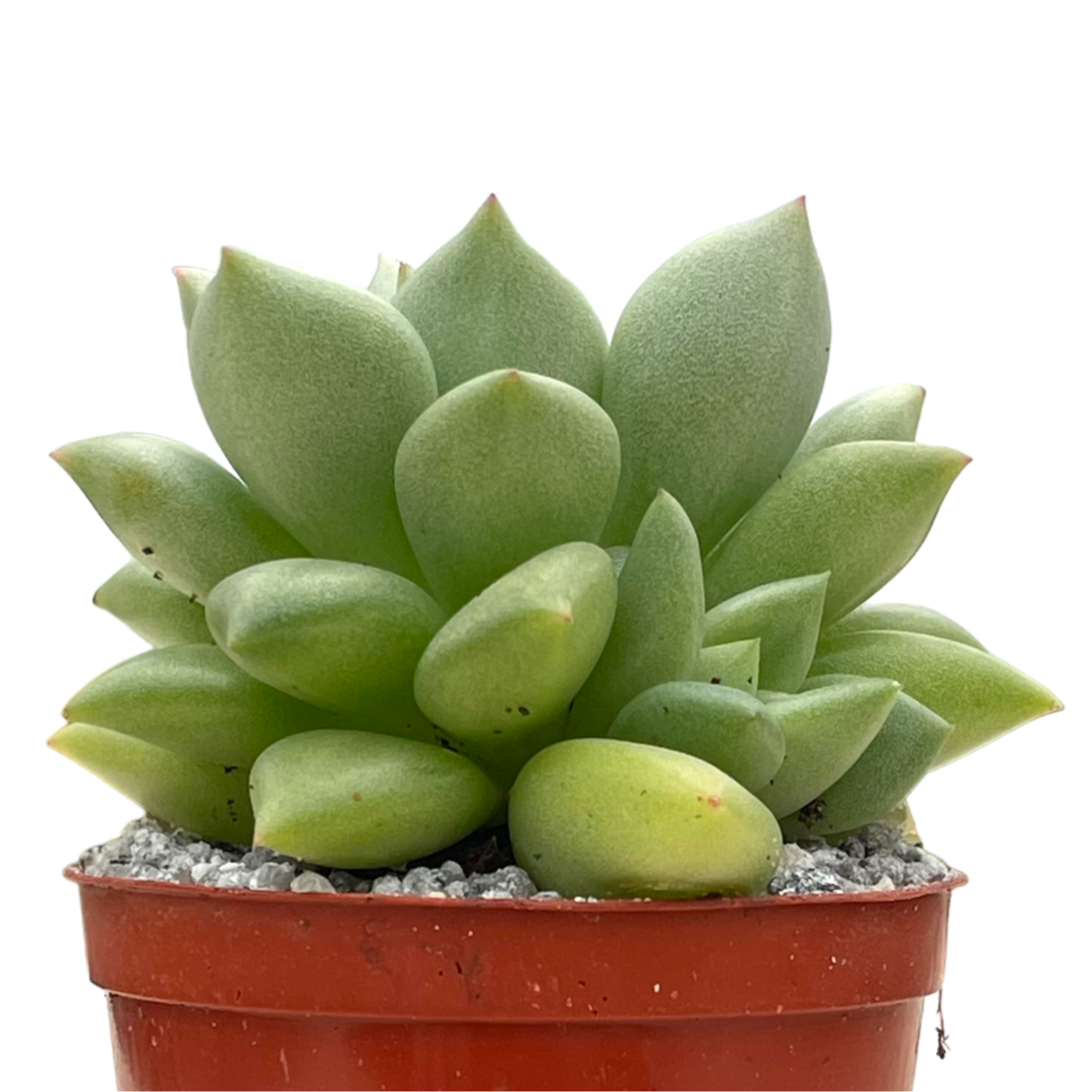 Echeveria agavoides 'Van Kepple'