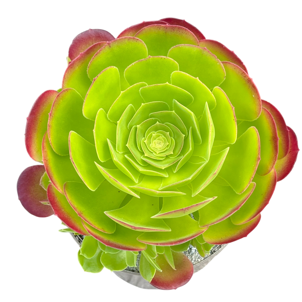 Aeonium 'Blushing Beauty'