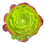 Aeonium 'Blushing Beauty'