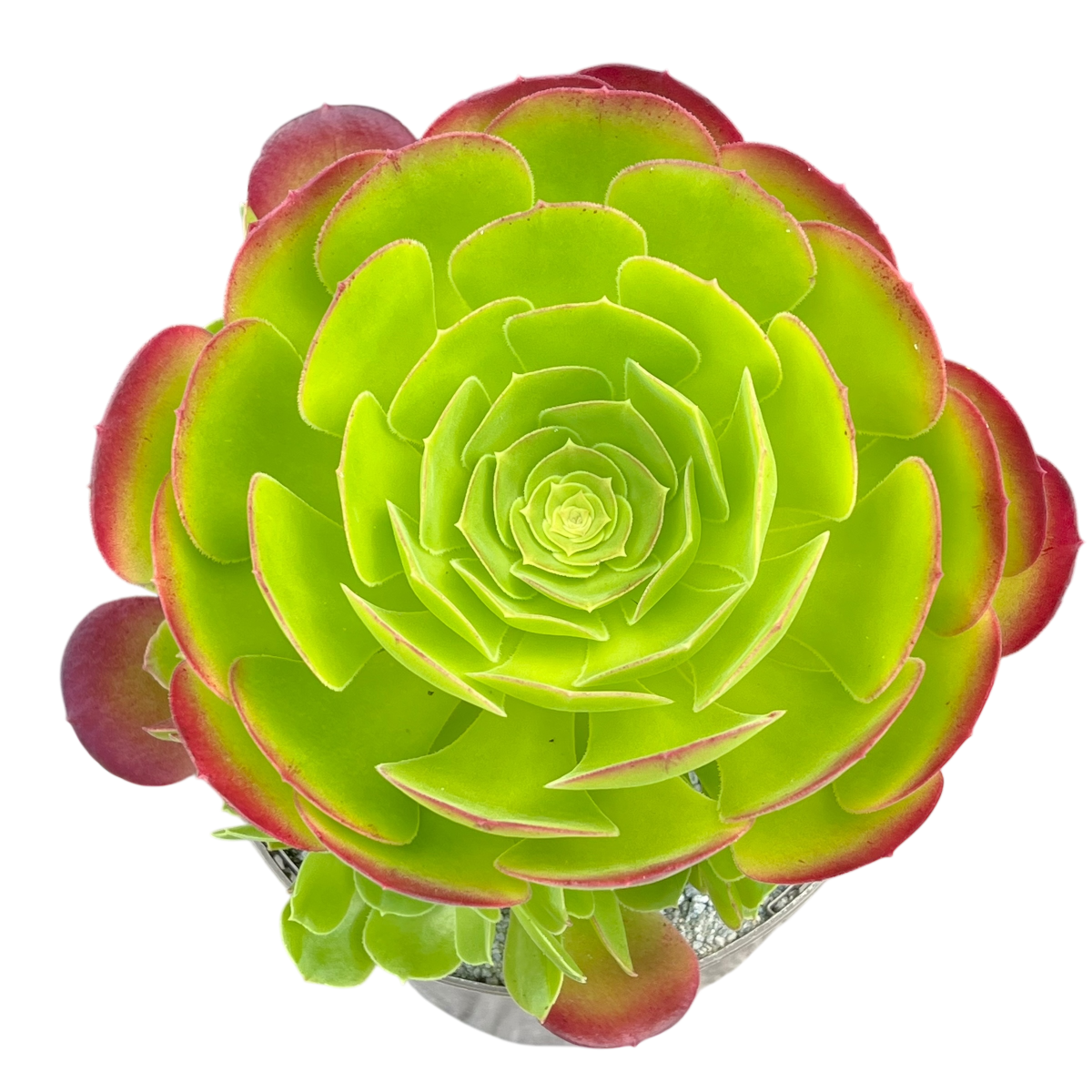 Aeonium 'Blushing Beauty'