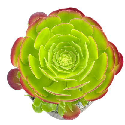 Aeonium 'Blushing Beauty'