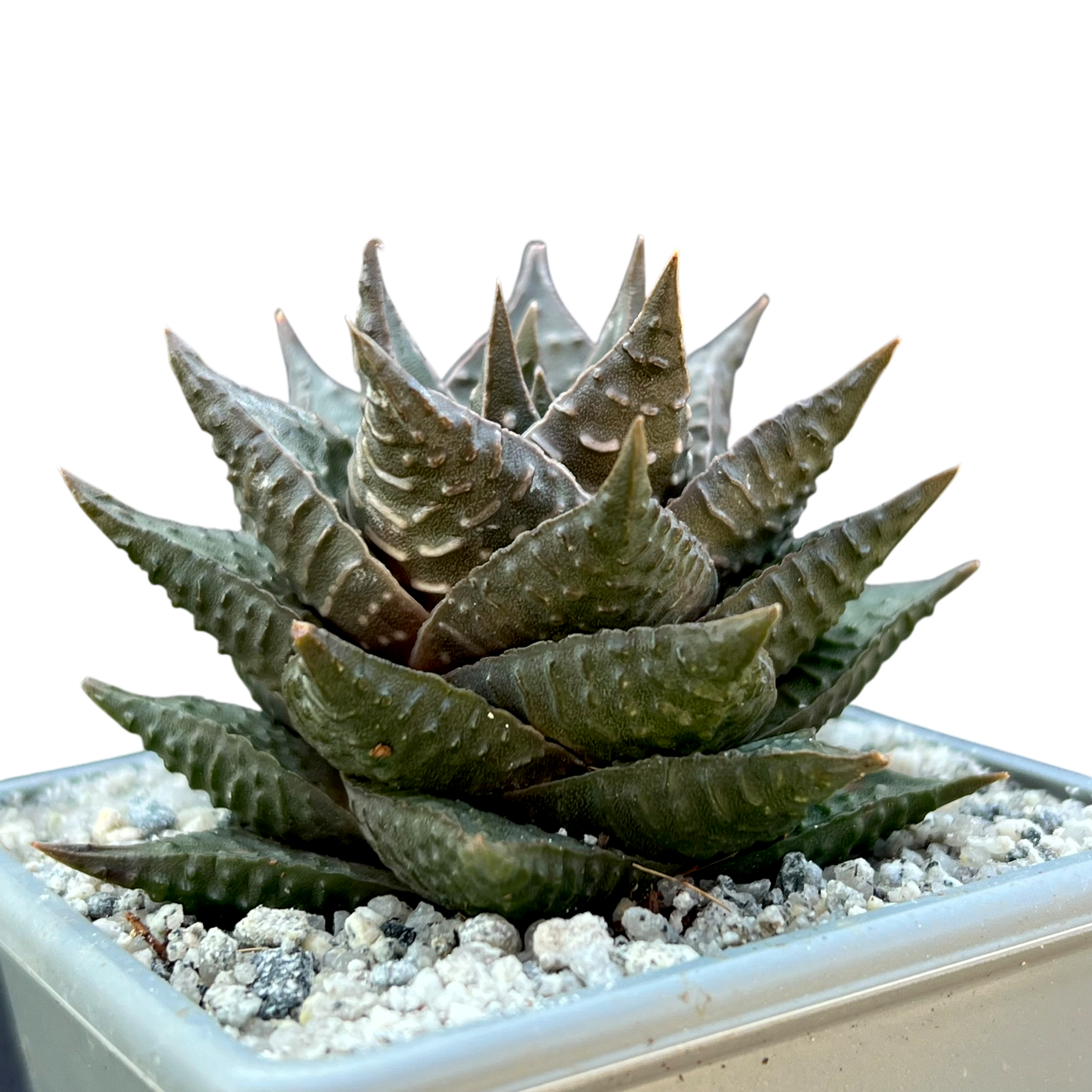EMP ハオルチア リミフォリア×アテヌアータ 錦 / C852 ハオルチア・リミフォリア – Surreal Succulents
