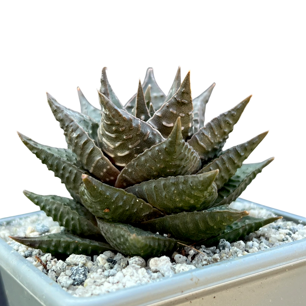 Haworthia limifolia