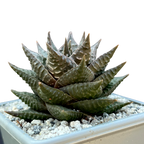 Haworthia limifolia