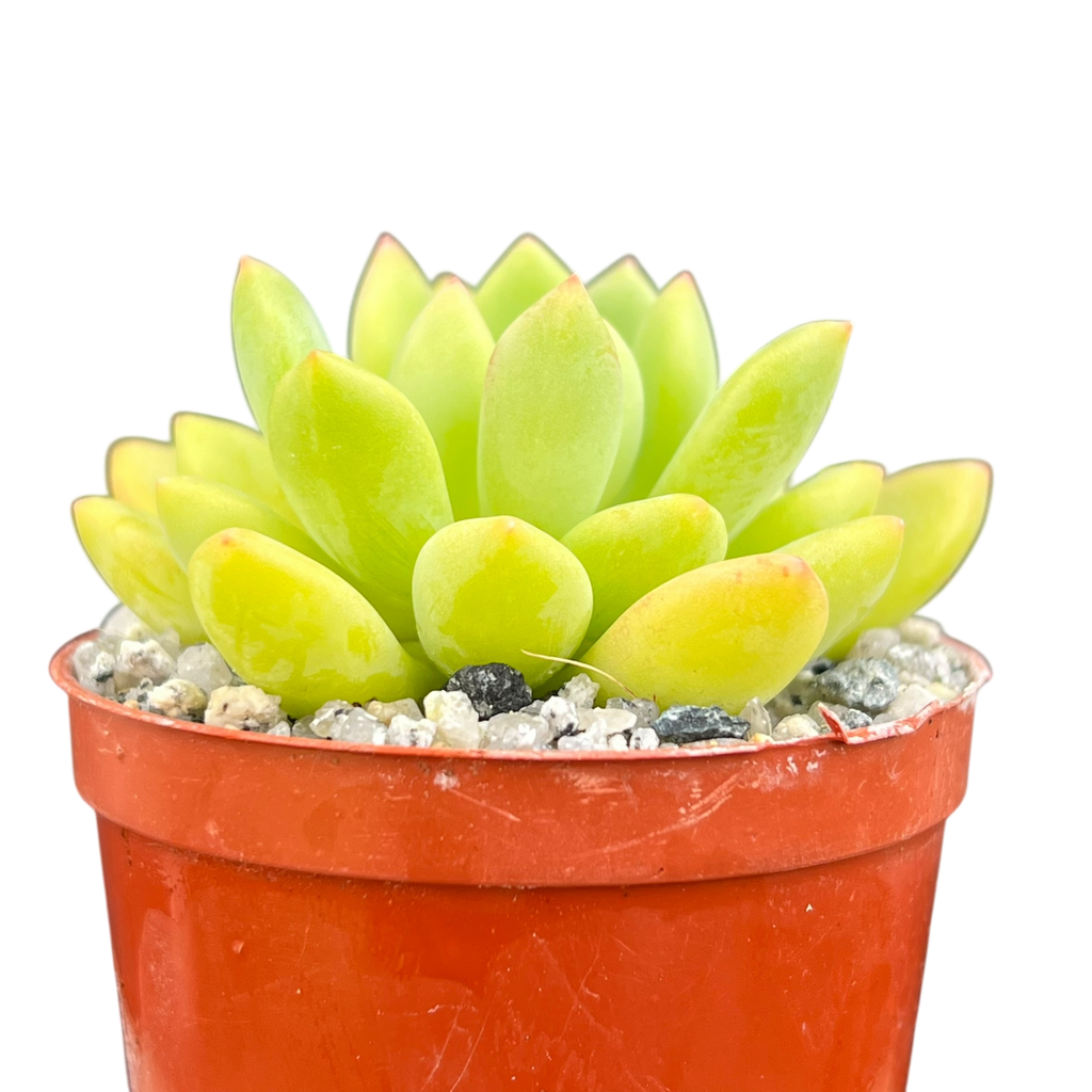 Echeveria amoena