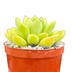 Echeveria amoena