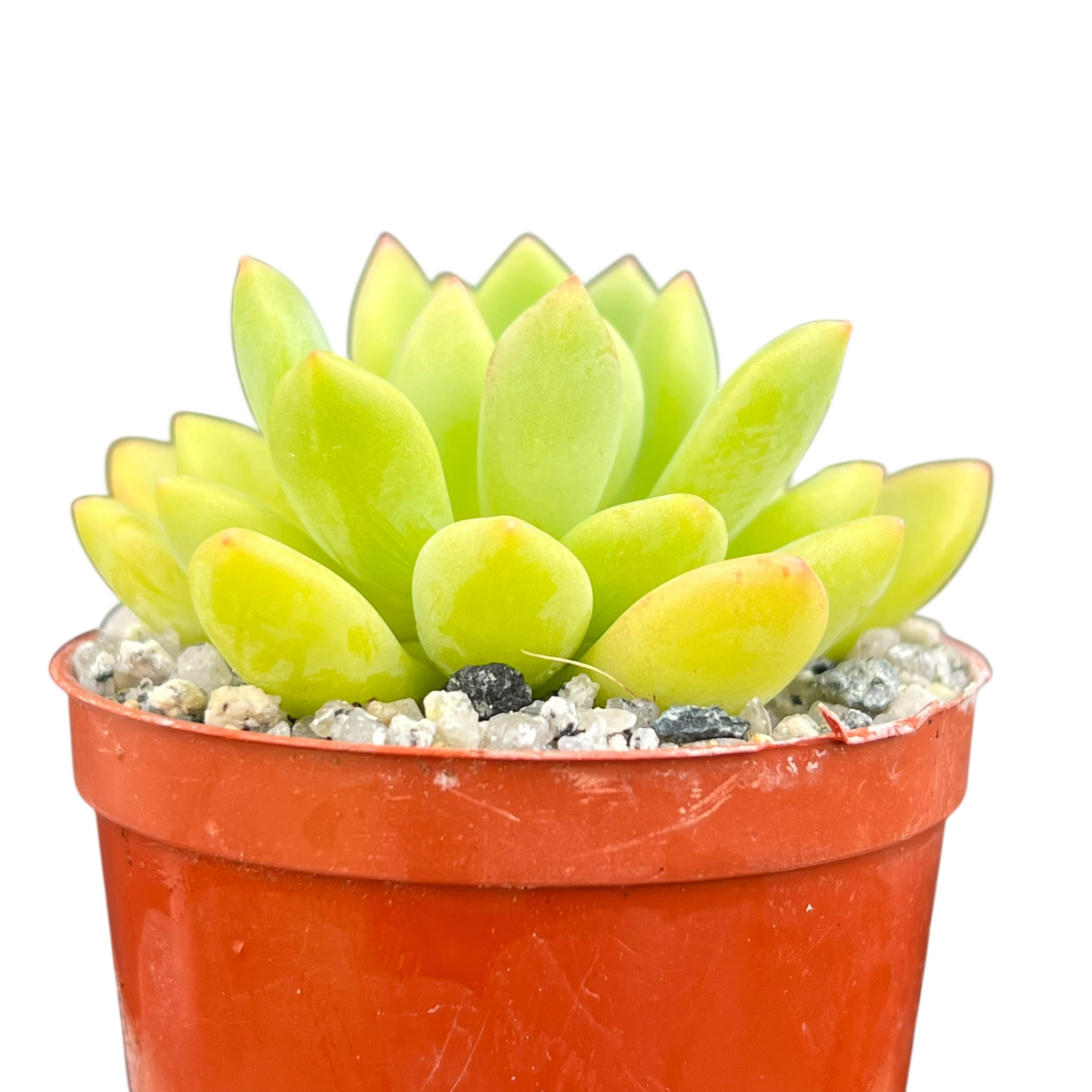 Echeveria amoena