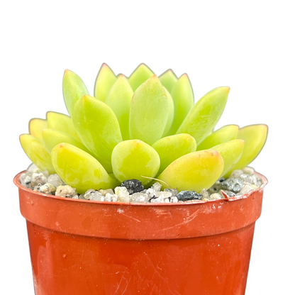 Echeveria amoena