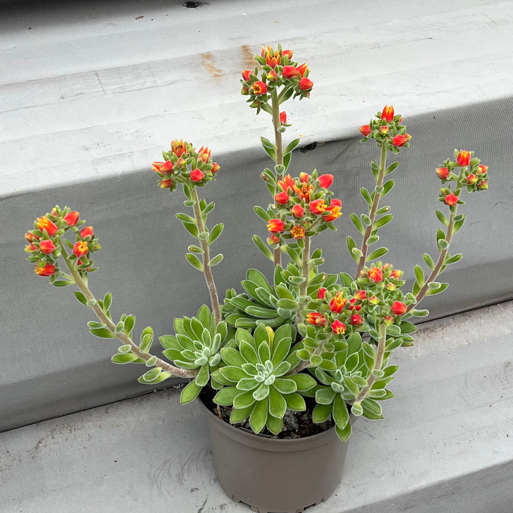 Echeveria 'Set-Oliver'