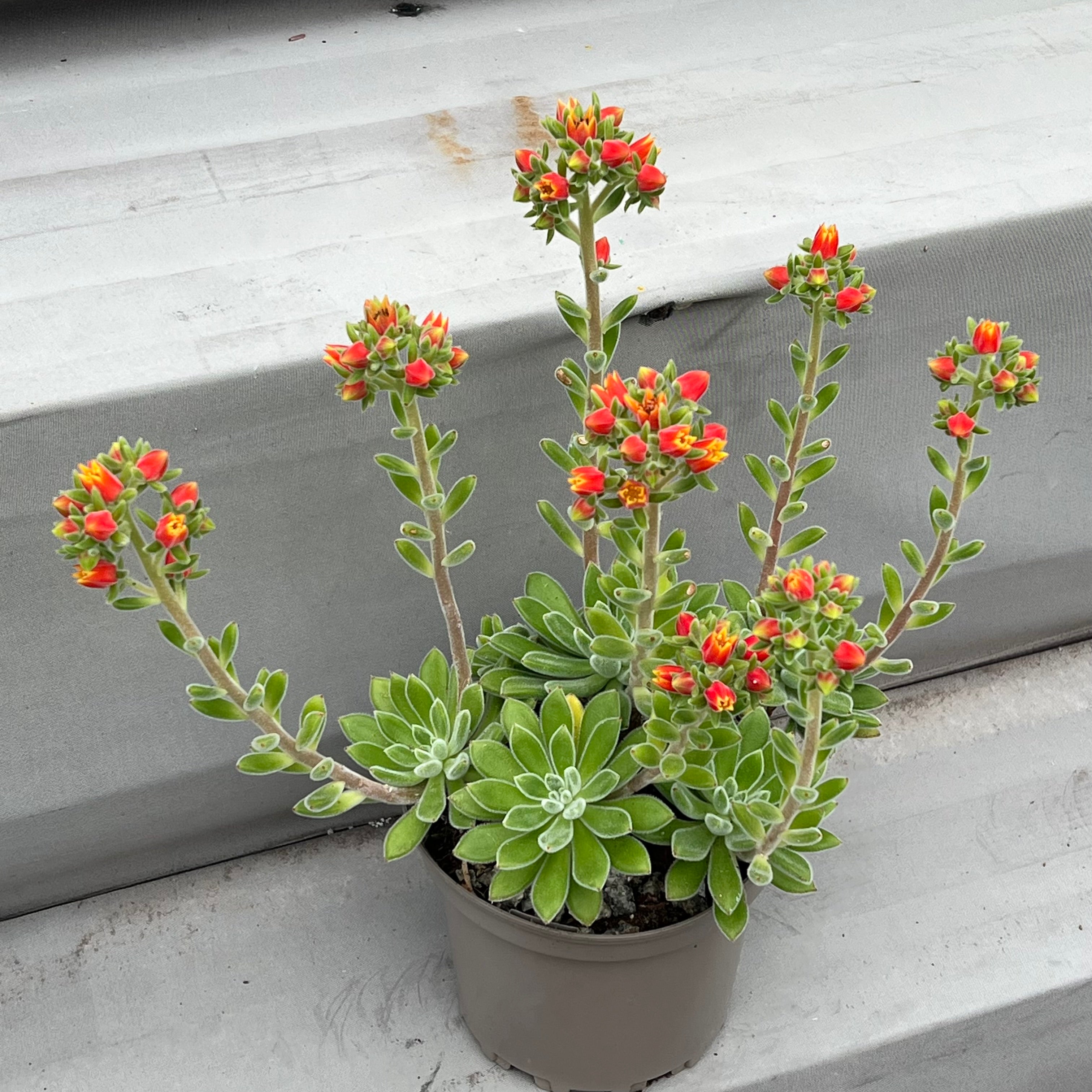 Echeveria 'Set-Oliver'