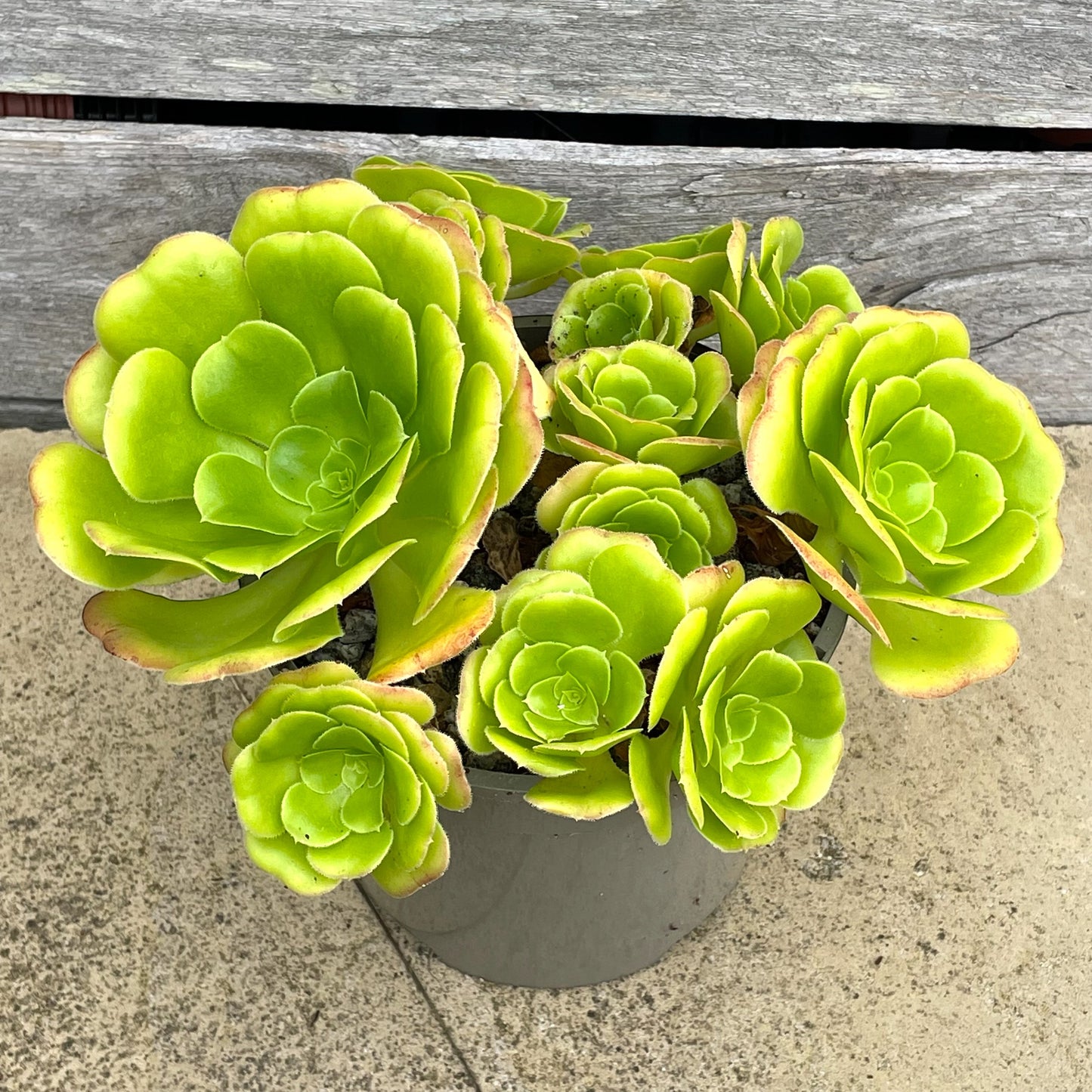 Aeonium arboreum v. magnificum