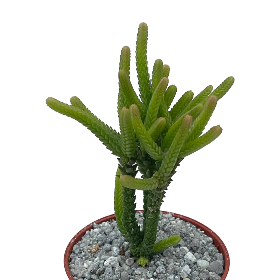 Crassula muscosa