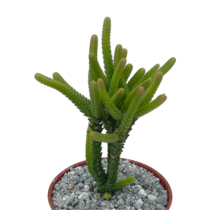Crassula muscosa