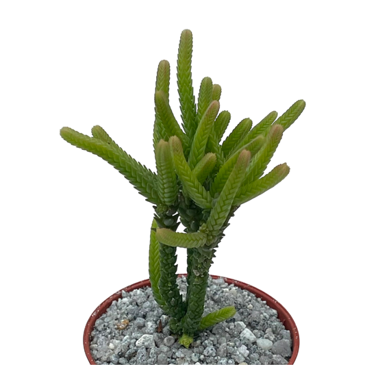 Crassula muscosa